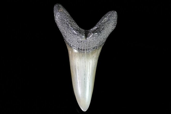 Fossil Shortfin Mako Shark Tooth - Georgia #75265
